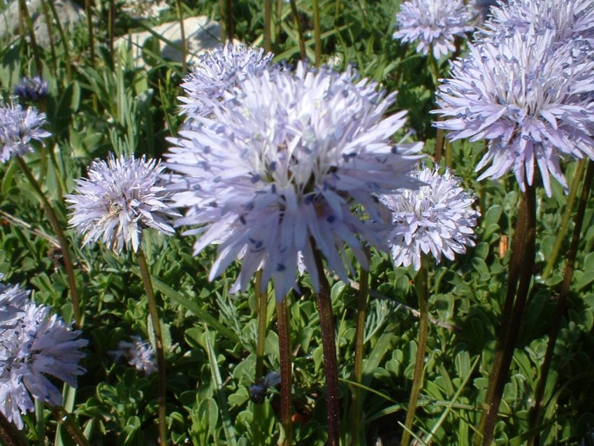 Cerastium, Globularia  e Sorbus